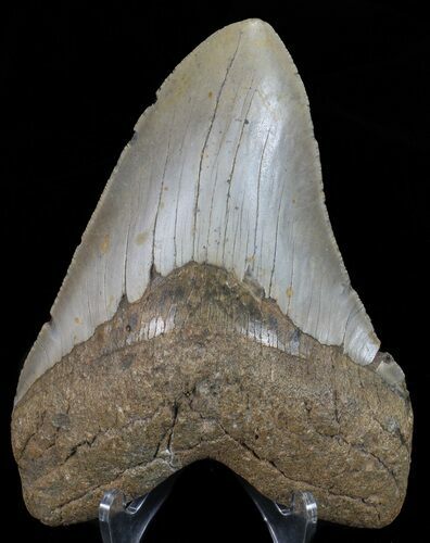 Megalodon Tooth - North Carolina #67309